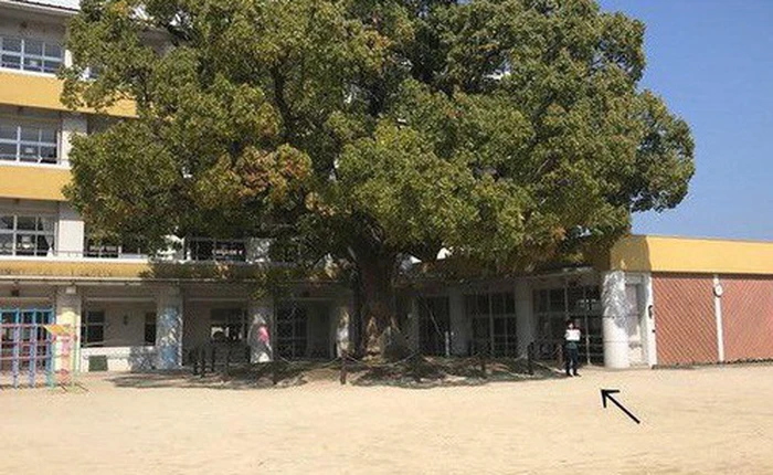 Tin vào lời hẹn 8 năm sau họp lớp, nam sinh đứng cô đơn giữa sân trường vì chẳng có ai đến