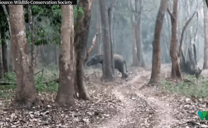 Internet thắc mắc: Chú voi này đang hút cái gì đấy?