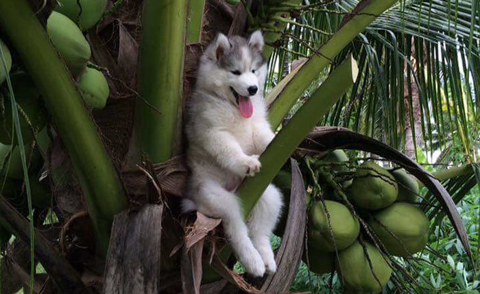 [Vui] Loạt ảnh cho thấy Husky mới là giống chó kỳ lạ nhất trên đời