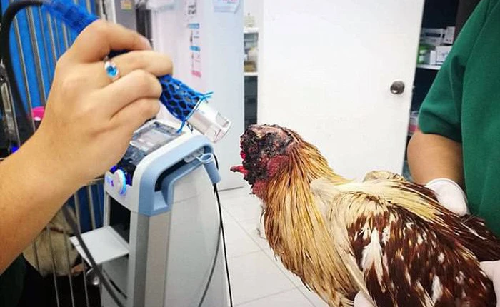 Chú gà bị chặt đầu một tuần vẫn sống, đi lại khỏe mạnh, người dân hiếu kỳ ùn ùn tới xem