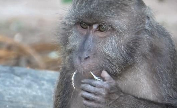 Đây là loài khỉ chuyên đi nhặt lông chim để xỉa răng