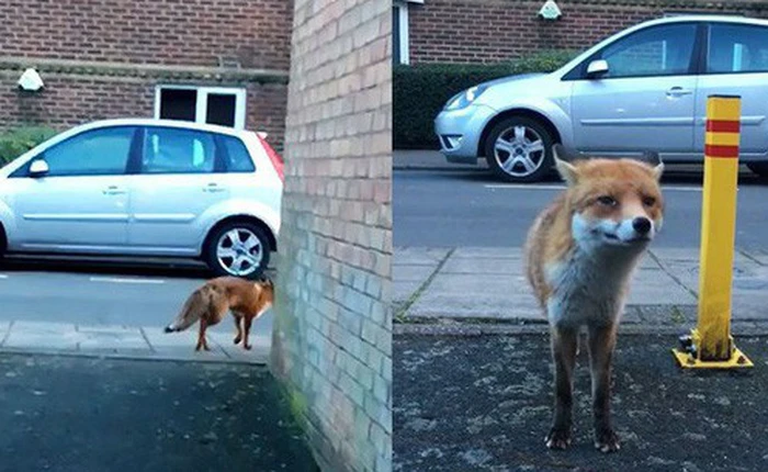 Tí tởn ra chụp ảnh con cáo, người đàn ông bị lừa bởi vẻ ngoài thân thiện rồi nhận cái kết "đắng"