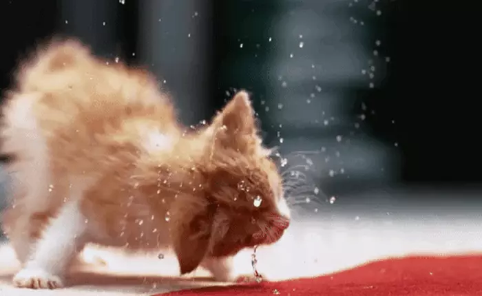 Cắm tai nghe, bật full màn hình và tận hưởng sự dễ thương của bầy mèo con dưới tốc độ 1000 fps