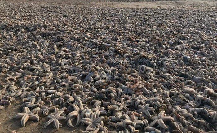 "Quái vật phương Đông" tràn qua châu Âu, hàng chục nghìn con sao biển chết trôi dạt vào bờ biển