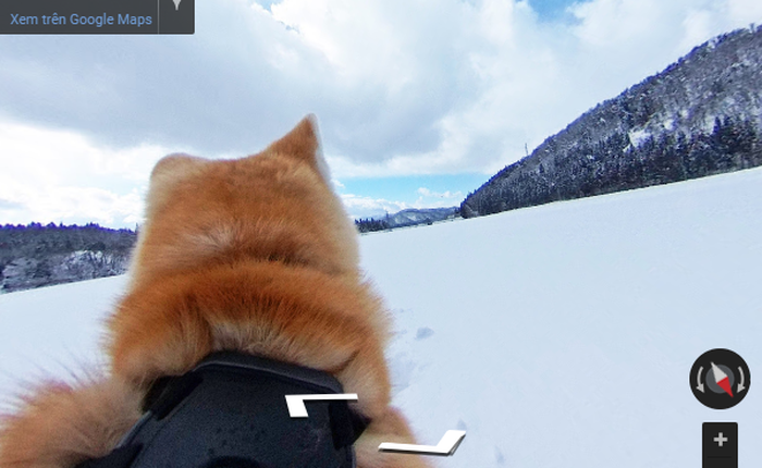 Khám phá quê nhà quốc khuyển Nhật qua góc nhìn của chó Akita Inu