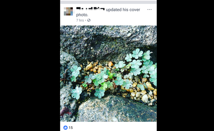 Facebook bỗng dưng biến thành Instagram, ảnh thành hình vuông hết!