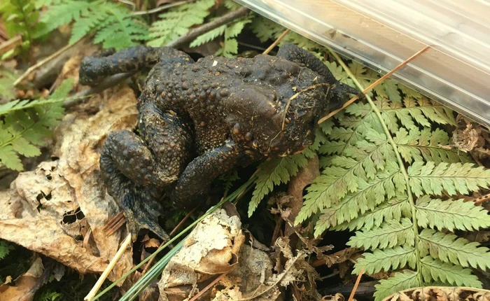 Nhà nghiên cứu phát hiện ra con cóc không mặt, các nhà khoa học vẫn chưa lý giải chính xác được tại sao