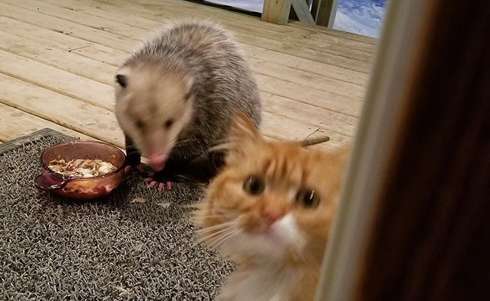 [Vui] Thêm một chú mèo nổi như cồn trên mạng vì phản ứng cực dễ thương khi bị cướp đồ ăn