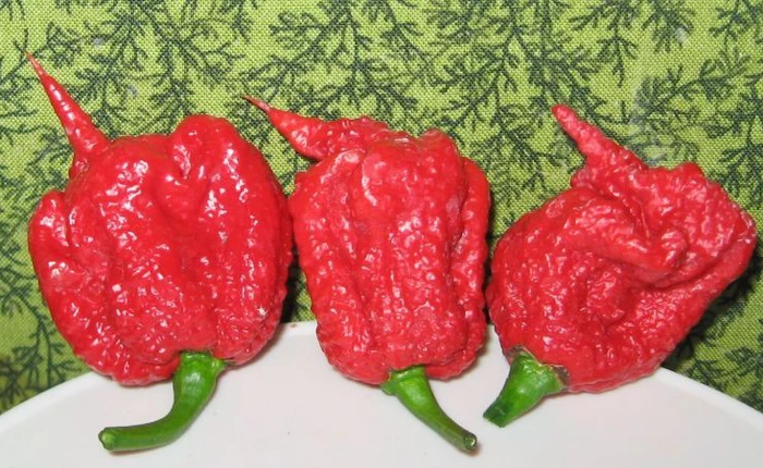 Nhức đầu phải nhập viện vì lỡ ăn loại ớt cay nhất thế giới