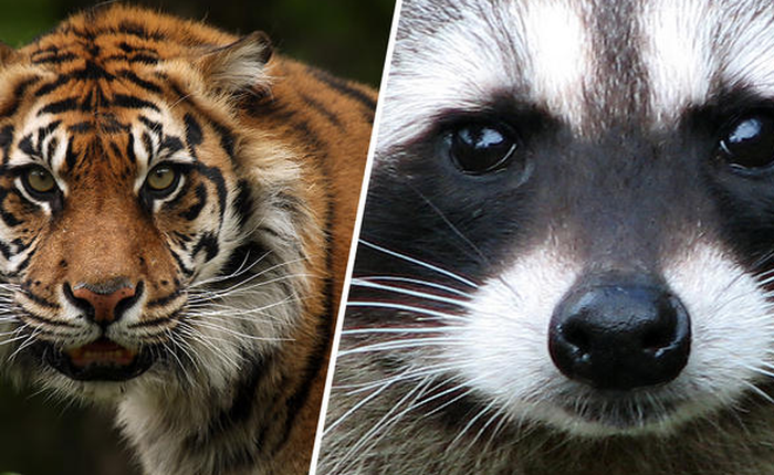 Cái kết buồn của chú gấu mèo bị nhận nhầm là hổ ở New York