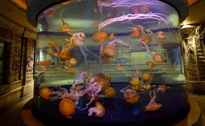 Hacker đánh cắp dữ liệu của sòng bạc thông qua nhiệt kế bể cá cảnh, lời cảnh báo về bảo mật IoT