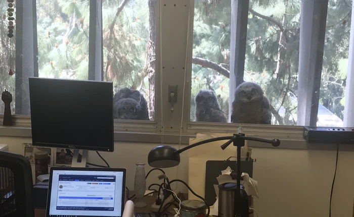 [Vui] Đàn cú sinh ra ngay ngoài cửa sổ văn phòng, lúc nào cũng nhìn ngó xem mọi người ở trong đang làm gì