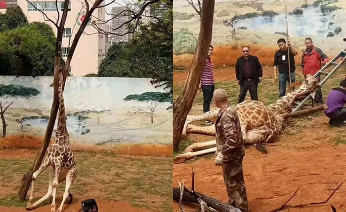 Chà vào chạc cây để gãi ngứa, chú hươu cao cổ mất mạng vì cách không ai ngờ đến