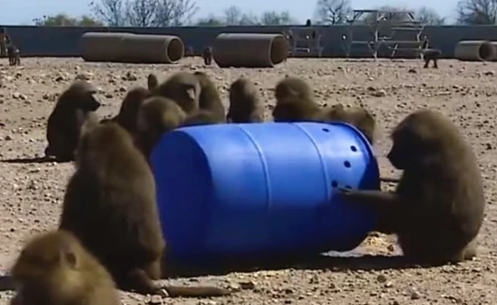 Bốn con khỉ dùng thùng phuy trốn trại nghiên cứu thành công, một trong ba con lên đến bờ tường thì nghĩ lại và quay về