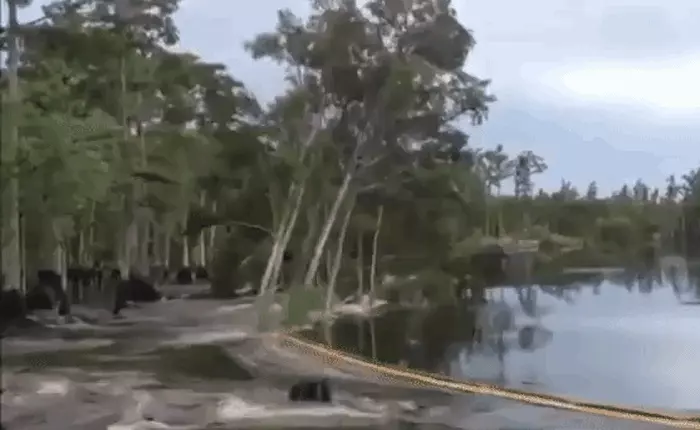 Bí mật tại "đầm lầy nuốt cây" khiến Cục Khảo sát Địa chất Mỹ đau đầu