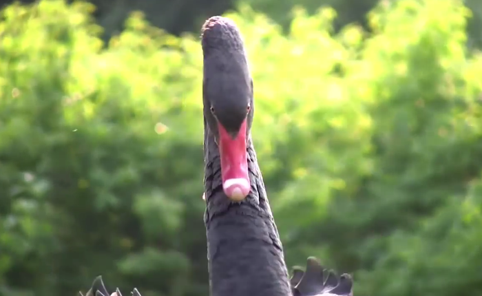 Suốt 7 năm trời, YouTuber ghi lại hết các video chứng minh thiên nga là loài cực kỳ cục súc, hay đánh người