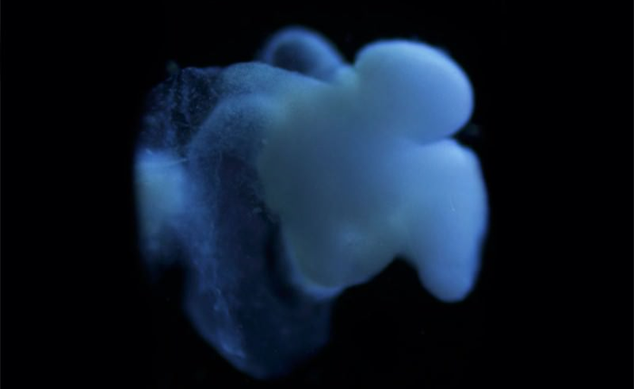 Người ta đã tạo ra một bộ não nhân tạo gần như hoàn hảo trong phòng thí nghiệm