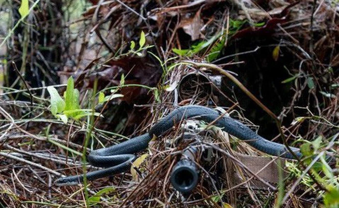 Bức ảnh rắn trườn ngang họng súng lính bắn tỉa gây sốt bất ngờ