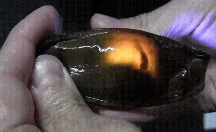 Đây là trứng cá mập: nhìn giống nòng nọc mà có “lòng đào” giống trứng gà đến lạ