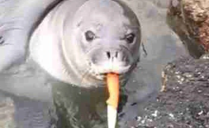 Hình ảnh gây sốc: Hải cẩu Thầy tu Hawaii suýt nuốt phải con dao sắc nhọn