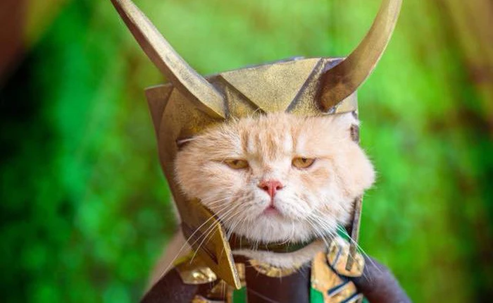 Chú mèo tên Chó lại hóa thân thành siêu anh hùng Avengers, được bạn bè Thái Lan cưng nựng, xuýt xoa hết lời