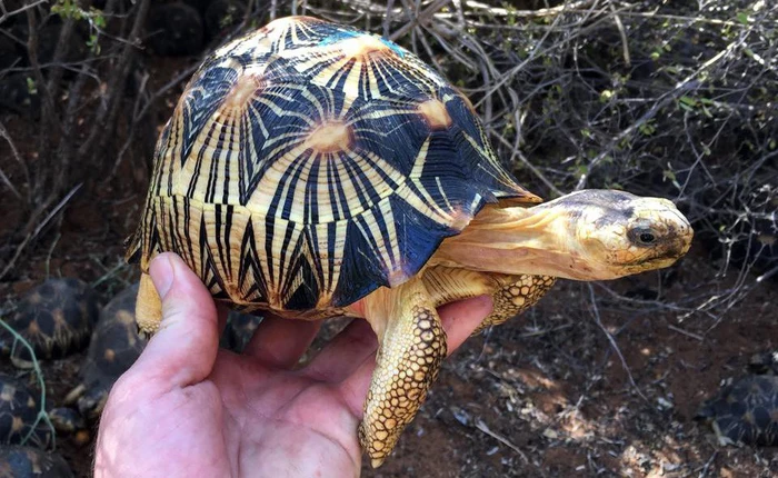 Phát hiện ra hơn 10.000 cá thể rùa cạn bị nhốt trong nhà của thợ săn, có lẽ đã không phát hiện được ra nếu mùi hôi thối không lan rộng ra toàn bộ khu vực