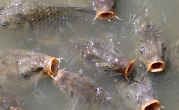 Các con sông trên thế giới có quá nhiều đập khiến cá không bơi đến nơi khác được