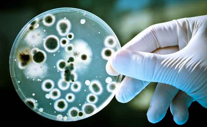 Tổng hợp thành công loại thuốc kháng sinh mới, chữa trị nhiễm trùng hiệu quả