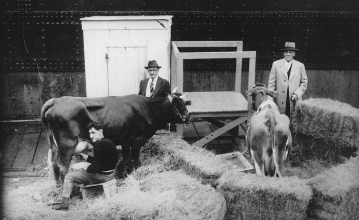 Năm 1933 có 3 con bò đến Nam Cực