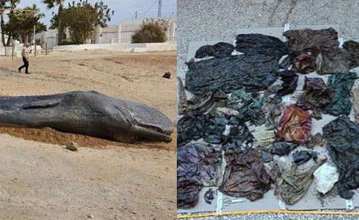 Cá nhà táng chết dạt vào bờ biển, các nhà môi trường lo ngại khi phát hiện 29 kg rác thải trong bụng con vật xấu số