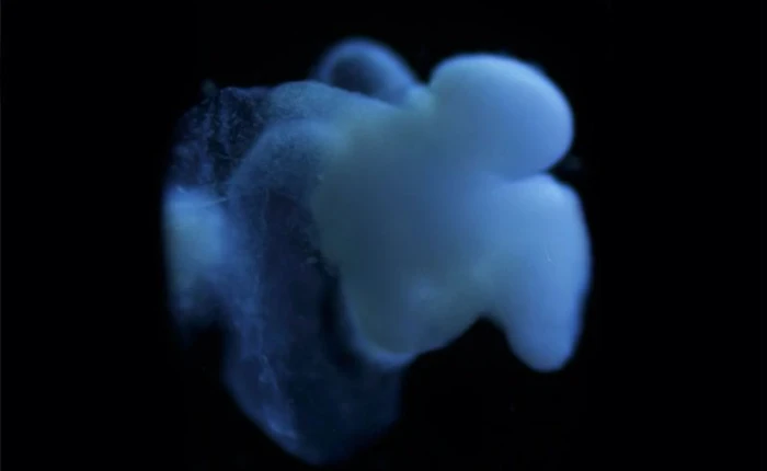 Các nhà khoa học đã tạo ra một bộ não người gần như hoàn hảo trong phòng thí nghiệm