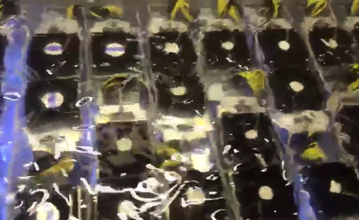 Thợ mỏ này ngâm dàn "trâu cày" trong một bể dầu tản nhiệt để hệ thống bền lâu hơn