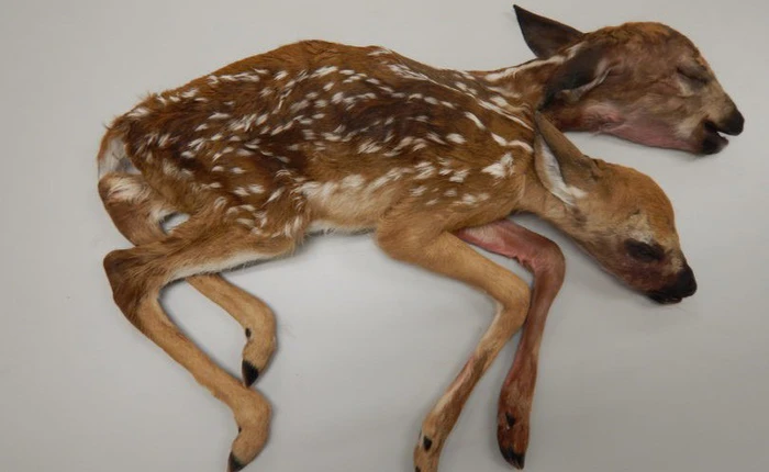 Các nhà khoa học phân tích thành công con hươu hai đầu, hai tim, hai bộ ruột nhưng chỉ có một hậu môn