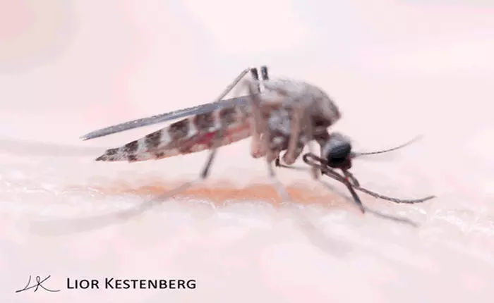 Bằng máu, mồ hôi và hàng chục vết đốt, chàng nhiếp ảnh gia cuối cùng cũng chụp được những bức ảnh hoàn hảo về loài muỗi