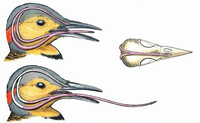 Ai cũng giật mình khi biết cách loài chim này cất cái lưỡi dài hơn cả đầu