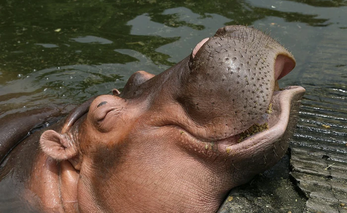 Sự thực: Hà Mã đi nặng nhiều quá, cá dưới sông chết hết