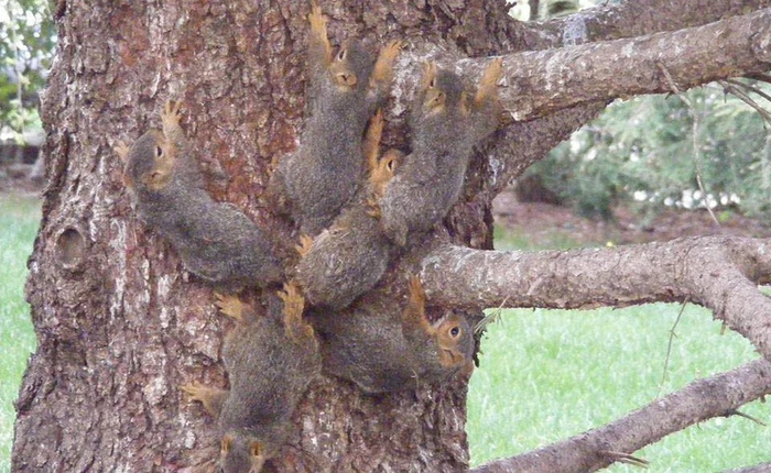 Phát hiện ra sáu con sóc bị buộc đuôi vào nhau, giống hệt với huyền thoại Rat King - Vua Chuột trong lịch sử loài người