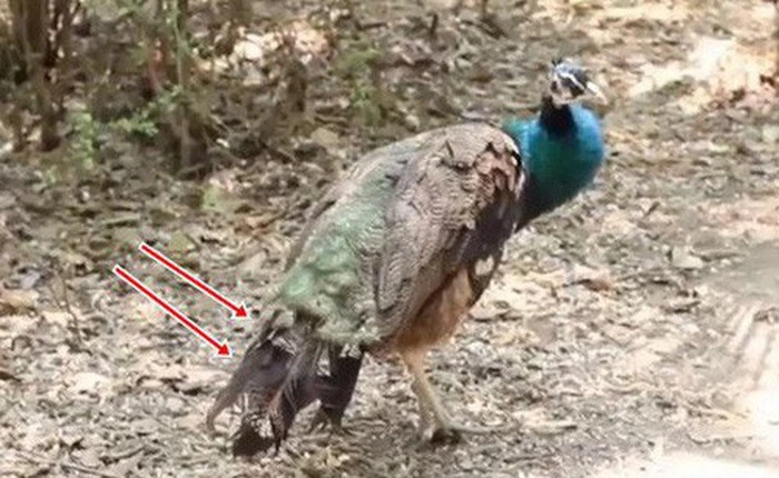 Hết đẩy khỉ xuống ao, du khách Trung Quốc lại lén vặt trụi lông công mang về vì thấy đẹp