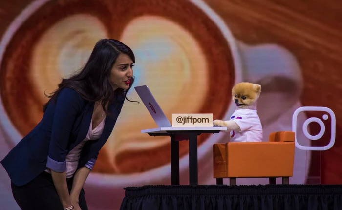 Đây là chú chó nổi tiếng với 26 triệu người theo dõi, đã xuất hiện tại Hội nghị Facebook F8 ngày hôm qua