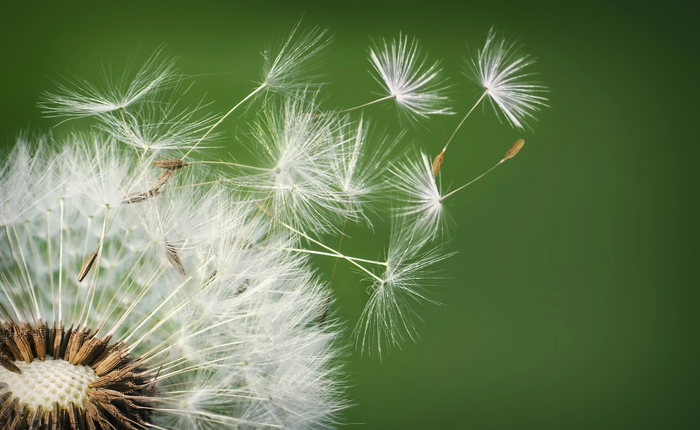 Cận cảnh "vòng đời" của hoa bồ công anh khiến cư dân mạng Internet ngỡ ngàng