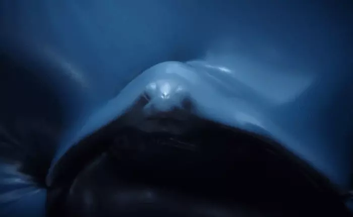 Plastic Ocean: Rác thải nhựa đang giết chết đa dạng sinh học trên trái đất