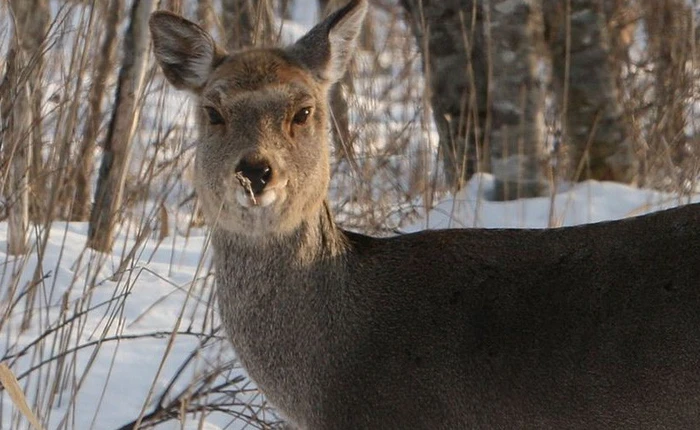 Kĩ sư Nhật gắn thêm hệ thống cho phép tàu biết "sủa", để lùa hươu ra khỏi đường ray tránh gây tai nạn