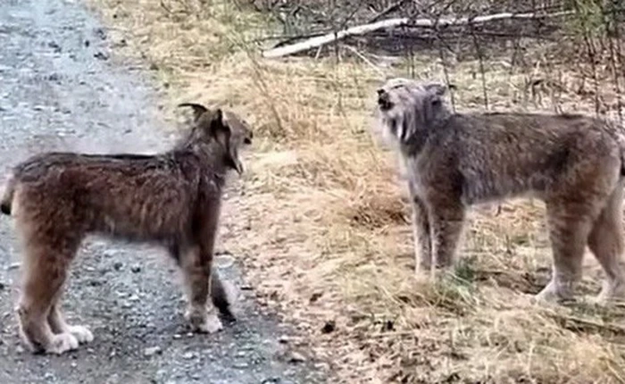 2 con linh miêu siêu hiếm kêu gào như người gây bão mạng xã hội nhưng bí mật phía sau là gì?