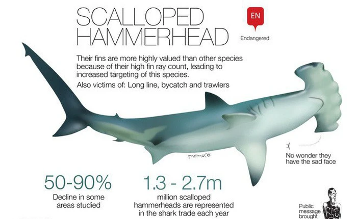 Phát hiện cá mập trên miệng núi lửa nhưng không ai lý giải nổi vì sao chúng lên được đó