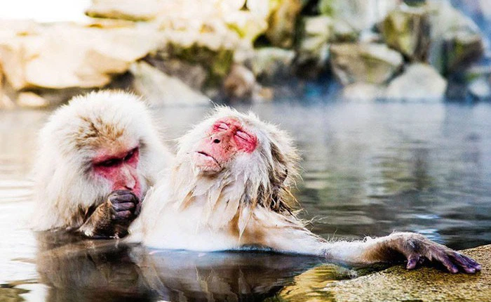 15 khoảnh khắc hài hước nhất năm của động vật hoang dã tại Comedy Wildlife Photography Awards 2018