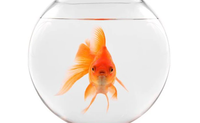 Hóa ra "não cá vàng" chỉ là câu nói cho vui: loài cá này có trí nhớ lên tới vài tháng!