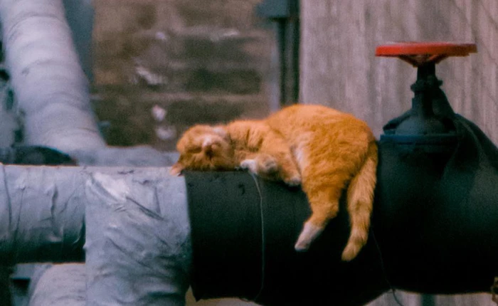 Câu chuyện về chàng kỹ sư bỏ nghề, mỗi ngày đi bộ 30.000 bước chỉ để chụp ảnh mèo