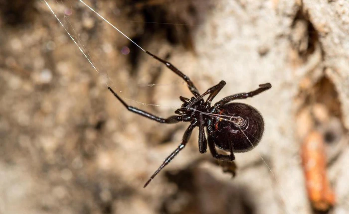 Người đàn ông đang làm vườn thì nhện cắn, 2 ngày sau phát bệnh rồi bị cưa mất một chân