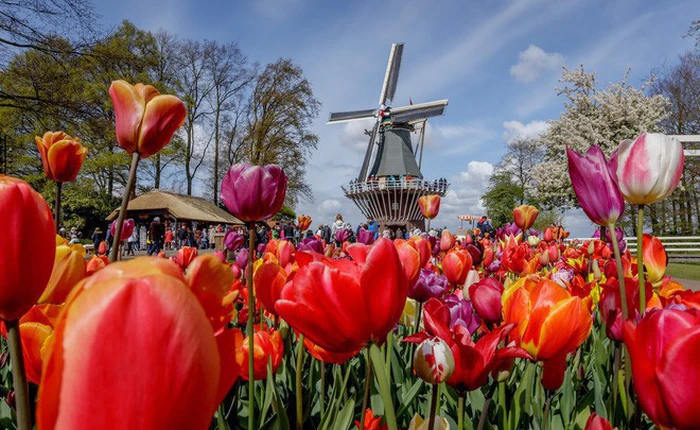 Đây là cách một quốc gia có diện tích chỉ bằng 1/8 Việt Nam xây dựng được ngành công nghiệp hoa trị giá 100 tỷ USD, chi phối giá hoa toàn thế giới