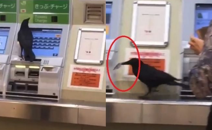 Không có tiền, con quạ ăn cắp thẻ tín dụng của hành khách để mua vé tàu